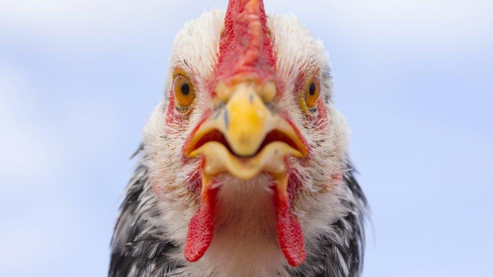 Bird flu vaccine trial against potential pandemic strain begins
