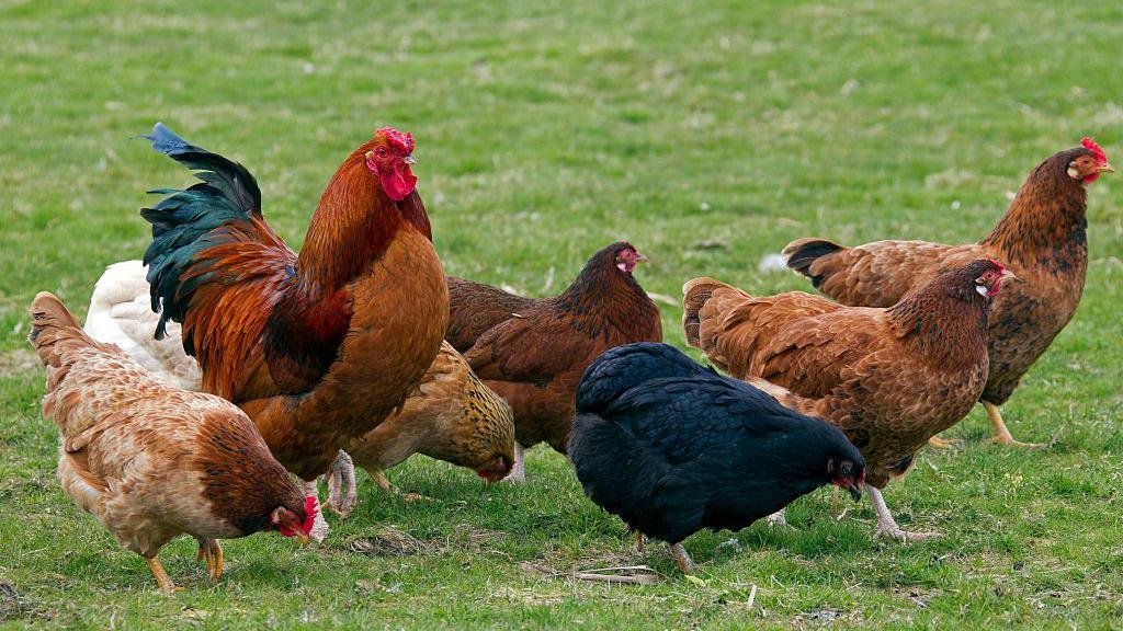 Bird flu vaccine trial against potential pandemic strain begins